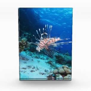 Lionfish or Pterois Miles, Ocean Reef Fish Photo Block