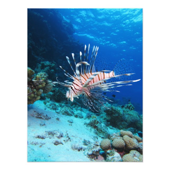 Lionfish or Pterois Miles, Ocean Reef Fish Photo Print (Front)