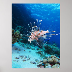 Lionfish or Pterois Miles, Ocean Reef Fish Poster
