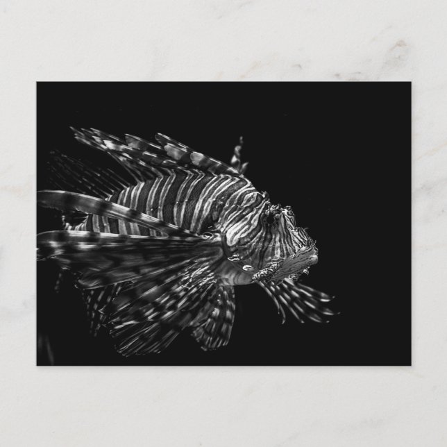 Lionfish – Postcard (Front)