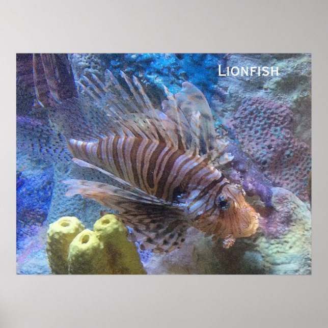 Lionfish Poster (Front)