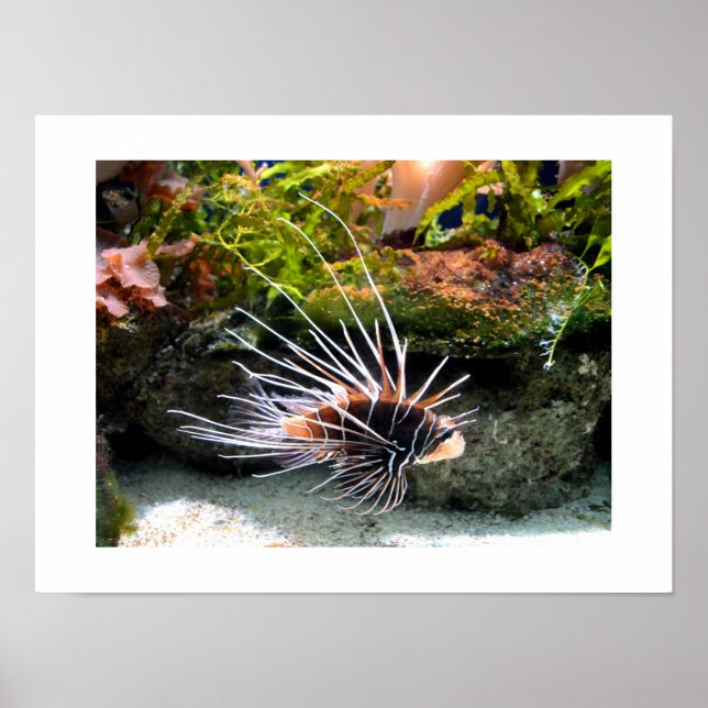 Lionfish Poster (Front)