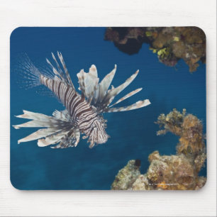 Lionfish (Pterois volitans) swimming over Mouse Pad