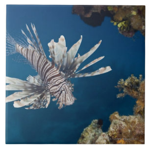 Lionfish (Pterois volitans) swimming over Tile
