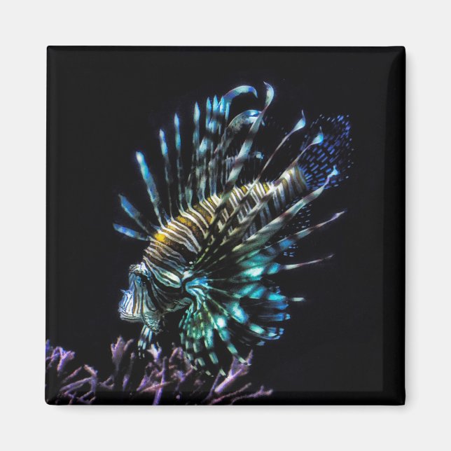 Lionfish swims magnet (Front)