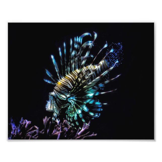 lionfish swims photo print (Front)
