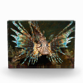Lionfish up close! Very close and intense photo |  Block