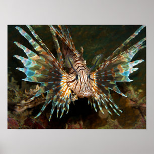 Lionfish up close! Very close and intense photo Poster