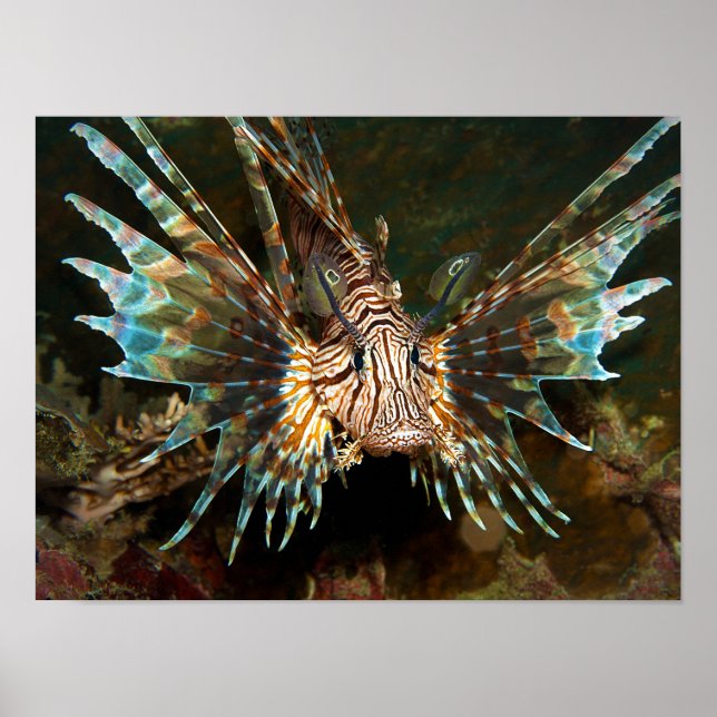 Lionfish up close! Very close and intense photo |  Poster (Front)