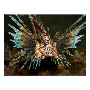 Lionfish up close! Very close and intense photo Poster