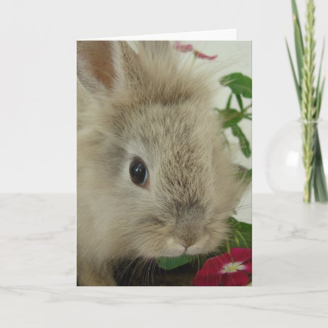 Lionhead Bunny All Occasions  Card (Front)