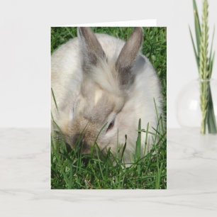 Lionhead Bunny Card