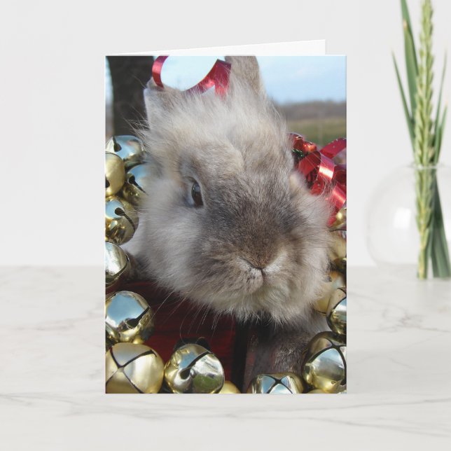 Lionhead Bunny Christmas Holiday Card (Front)