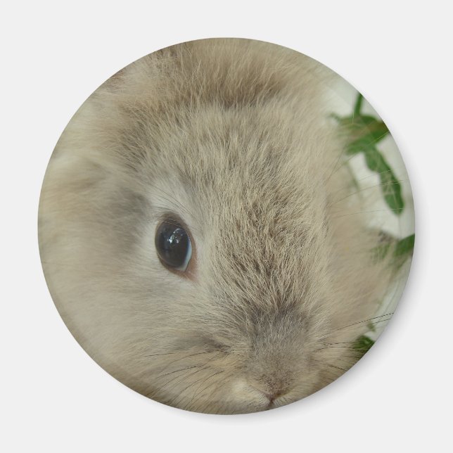 Lionhead Bunny Magnet (Front)