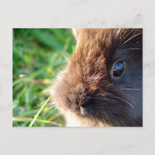Lionhead Bunny Postcard