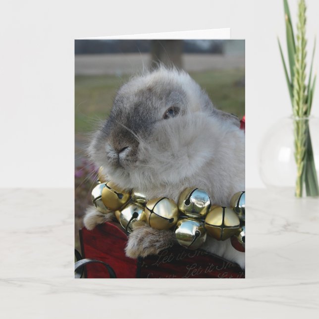 Lionhead Rabbit Christmas Holiday Card (Front)