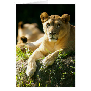 Lions