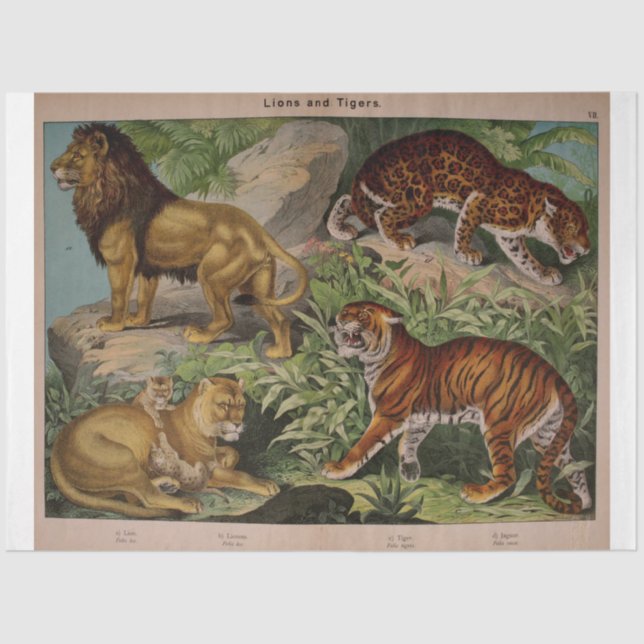 Lions and Tigers Ephemera Decoupage Tissue Paper (Front)