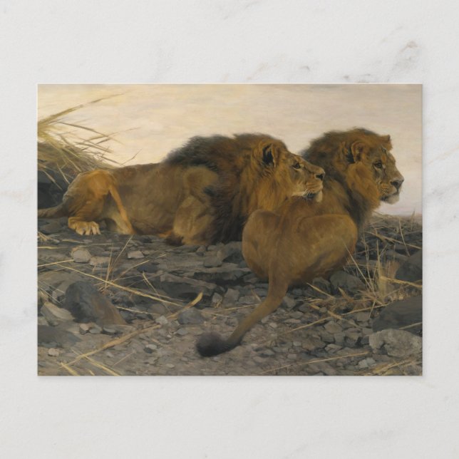 Lions at Watch by Wilhelm Kuhnert Postcard (Front)