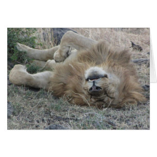 Lions Club, Lion sleeping (Masai Mara, Kenya)