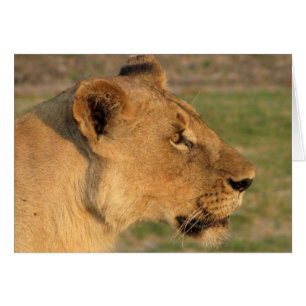Lions Club, Lioness Intense (Katavi, Tanzania)