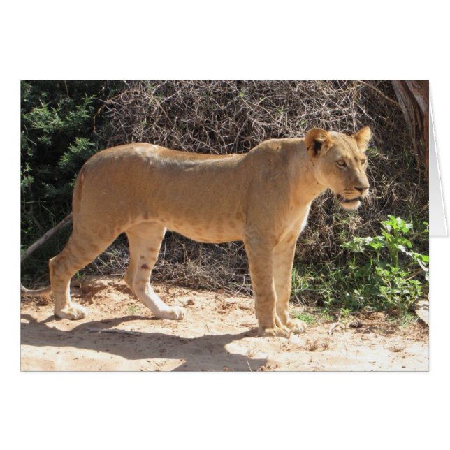 Lions Club, Lioness Standing (Samburu) (Front Horizontal)