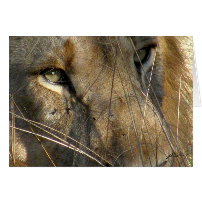 (Lions Clubs) Lion Eyes (Phinda, South Africa) (Front Horizontal)