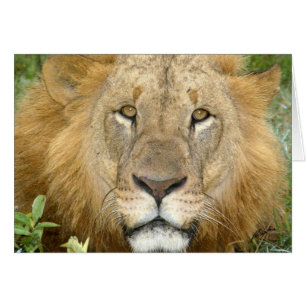 (Lions Clubs) Lion Face (Lake Nakuru, Kenya)