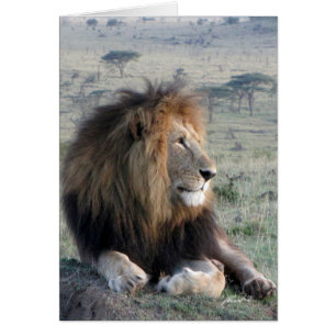 (Lions Clubs) Lion King (Olare Motorogi, Kenya)