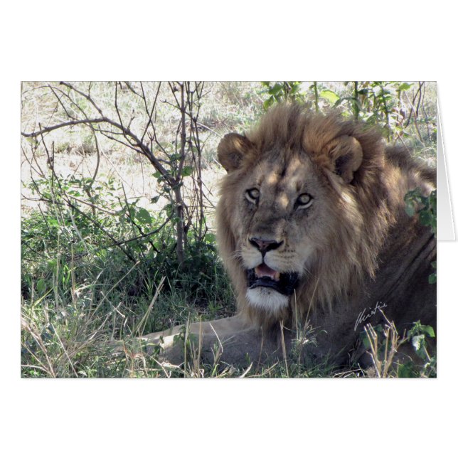 (Lions Clubs) Lion King (Serengeti, Tanzania) (Front Horizontal)