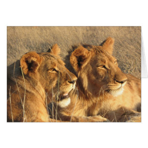 (Lions Clubs) Lion Pair SIDE (Zambezi NP, Zimbabwe