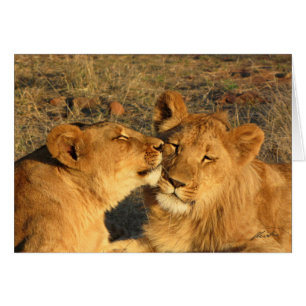 (Lions Clubs) Lion Pair (Zambezi NP, Zimbabwe)