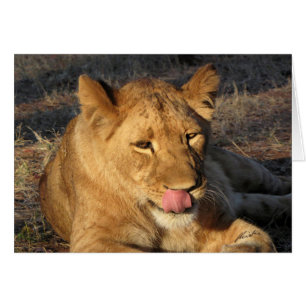 (Lions Clubs) Lioness licking her nose (Vic Falls)