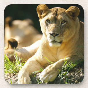 Lions Coaster