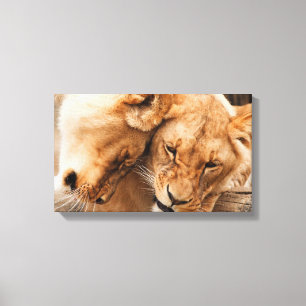 Lions couple canvas print