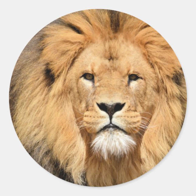 Lions Head Classic Round Sticker (Front)