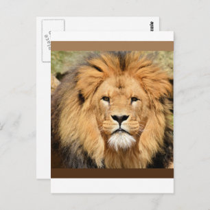 Lions Head Postcard