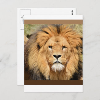 Lions Head Postcard
