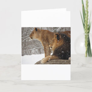 Lions Holiday Card