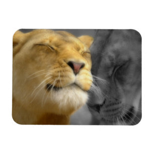 Lions in Love Magnet
