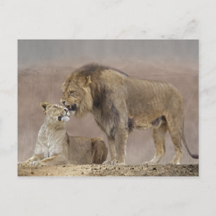 Lions in Love Postcard
