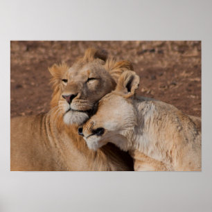 Lions in Love Poster