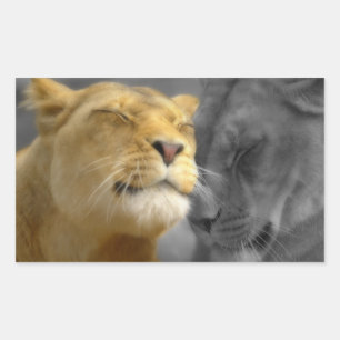 Lions in Love Rectangular Sticker