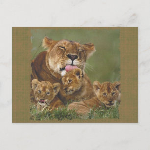 Lions in the Wild Gifts and Tees Postcard