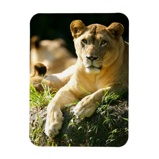 Lions Magnet (Vertical)