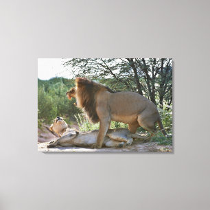 lions mating, Panthera leo, Kgalagadi Canvas Print