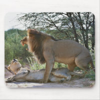 lions mating, Panthera leo, Kgalagadi