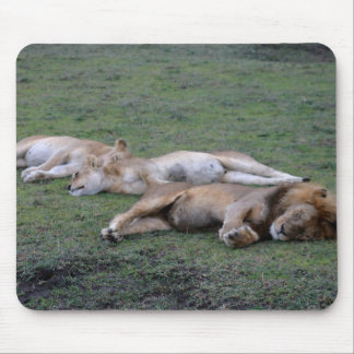 Lions Napping - Mousepad