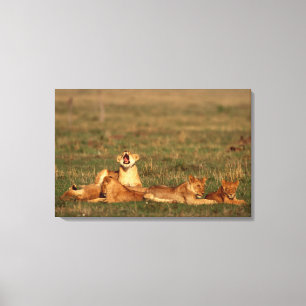 Lions on a savanna canvas print