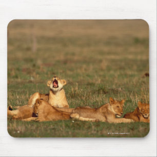 Lions on a savanna mouse pad